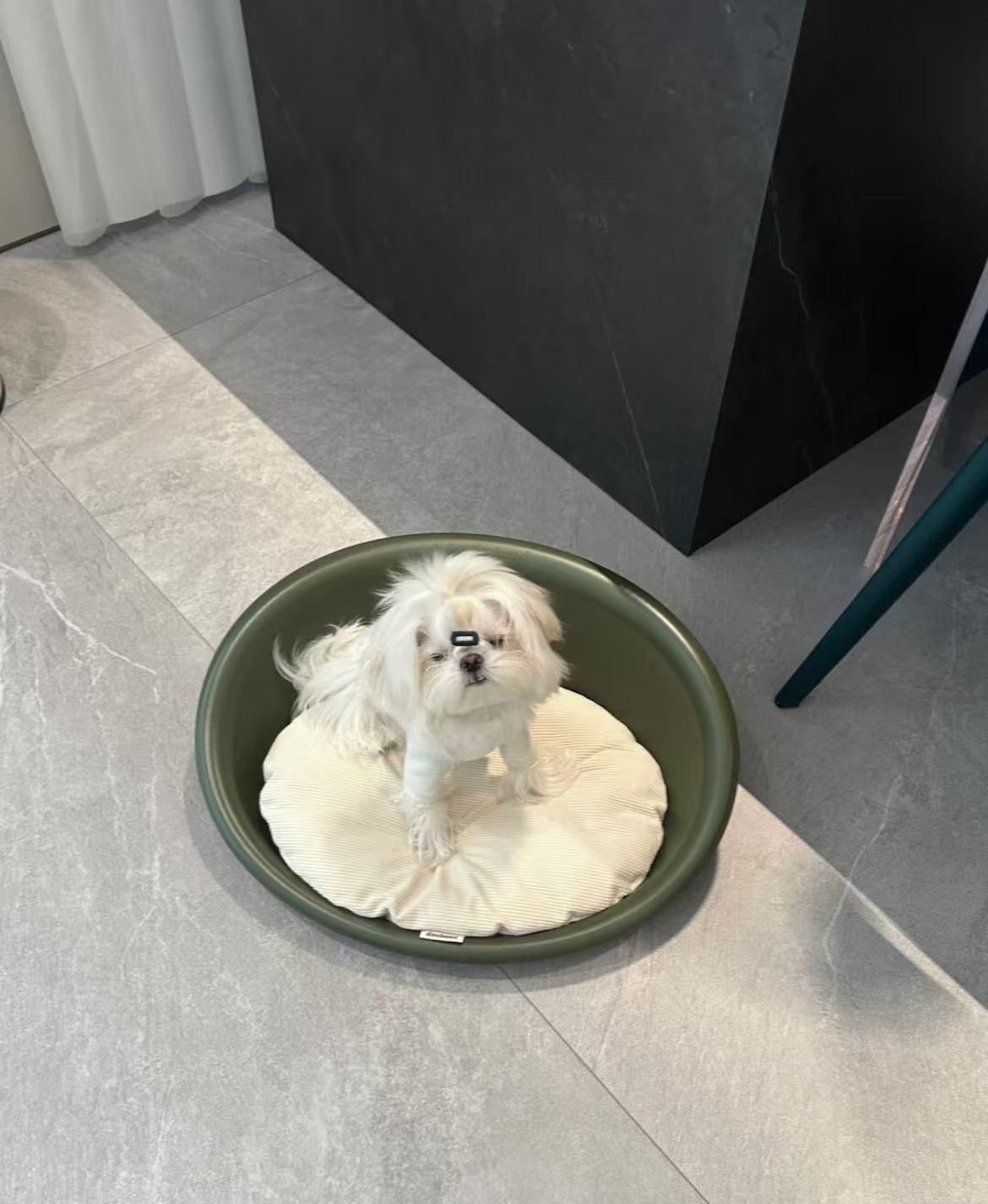 PawsCube Clam Shell Pet Bed – Orthopedic Low-Entry Design for Small Dogs, Washable & Non-Slip Base
